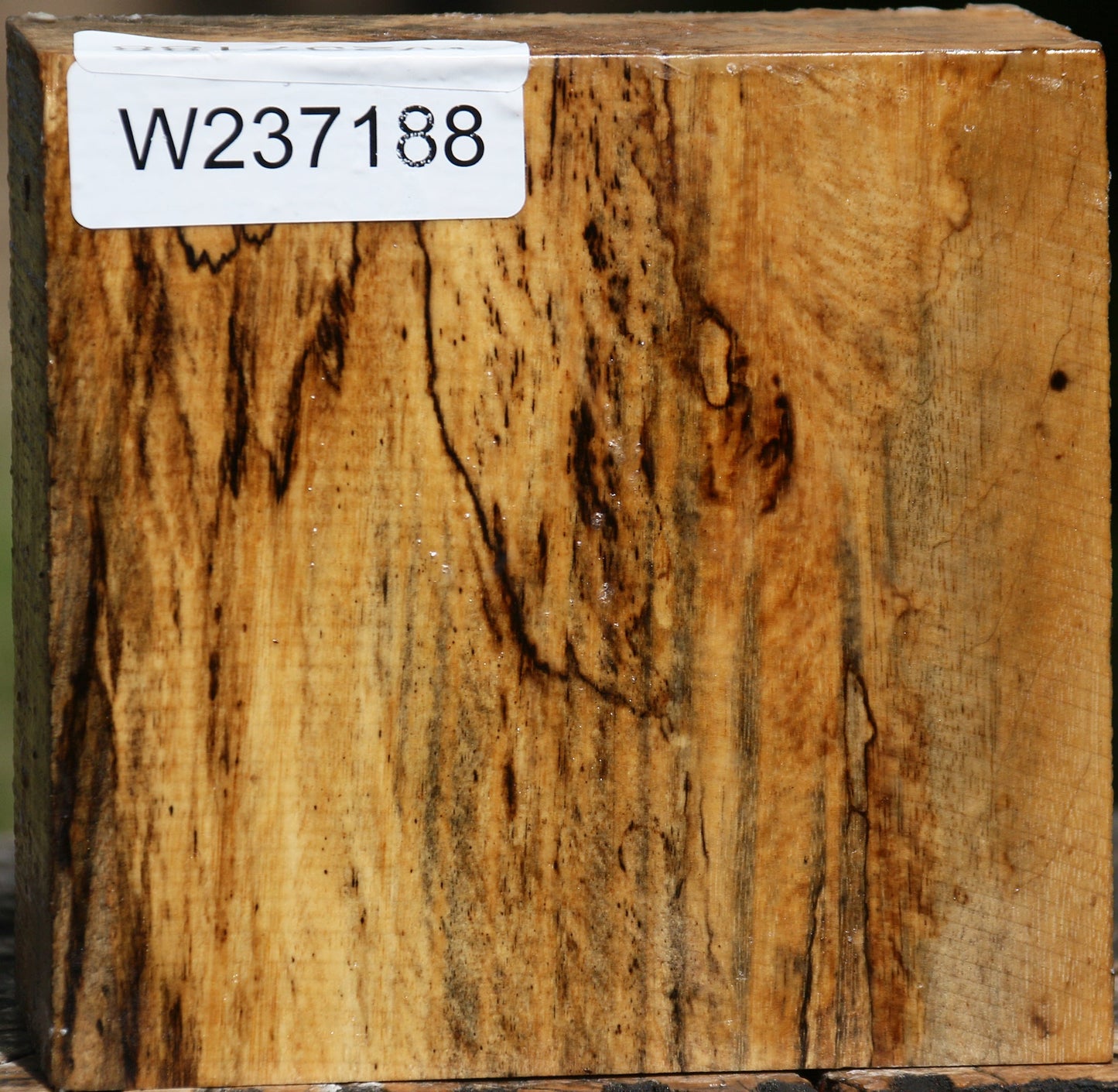 Spalted Tamarind Bowl Blank