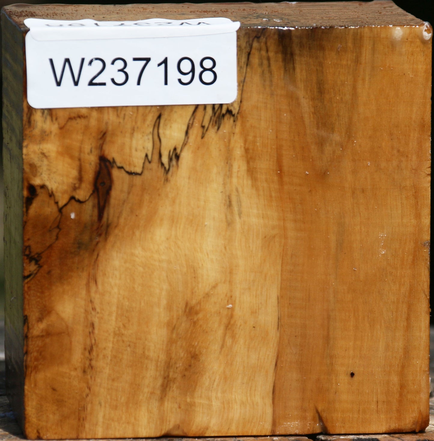 Spalted Tamarind Bowl Blank