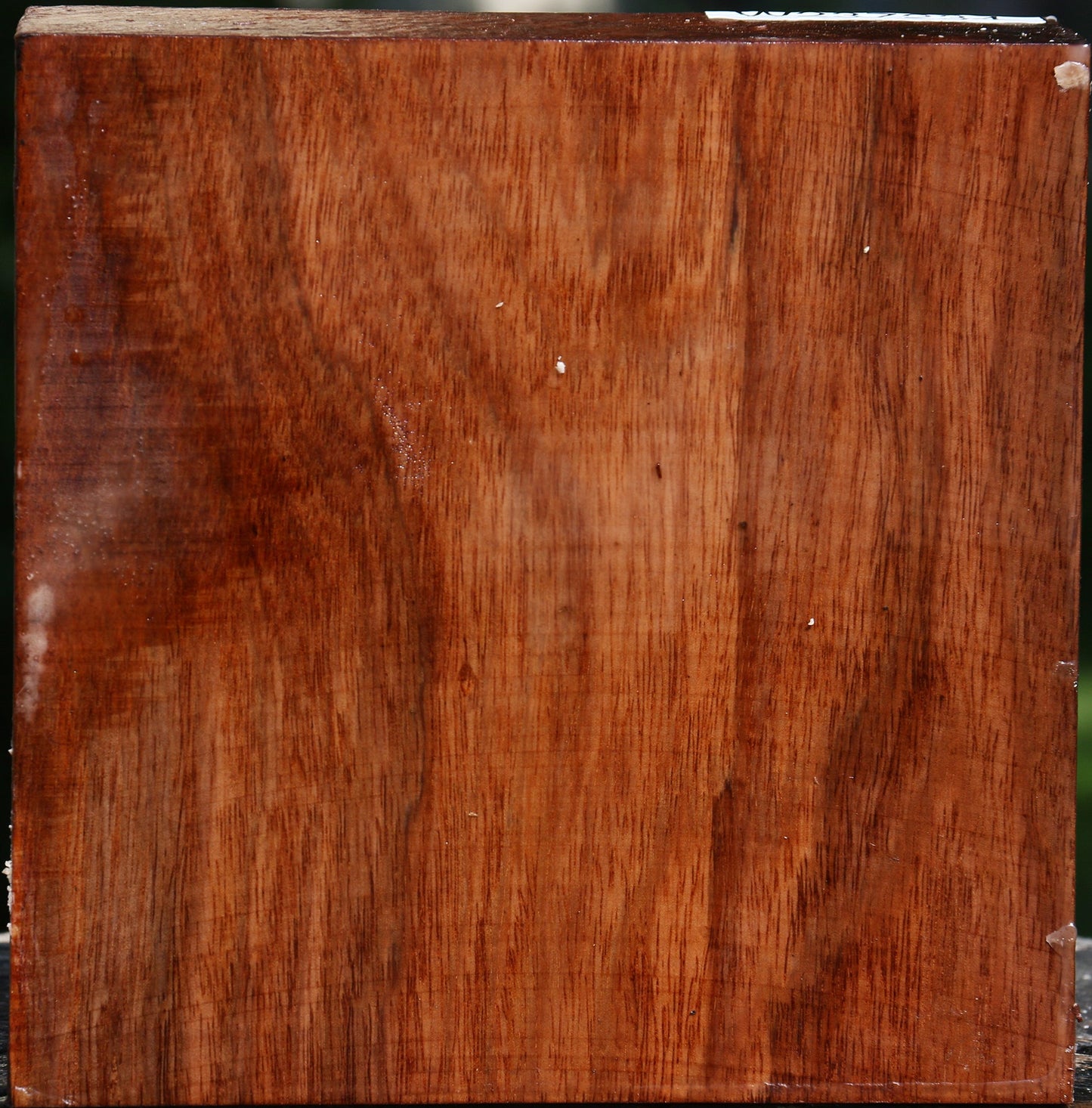 Tzalam Bowl Blank