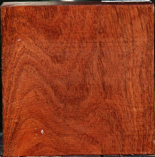 Figured Tzalam Bowl Blank