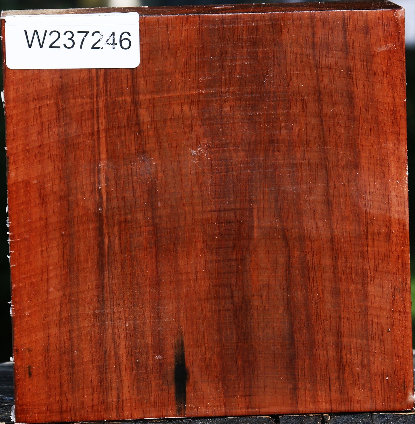 Tzalam Bowl Blank