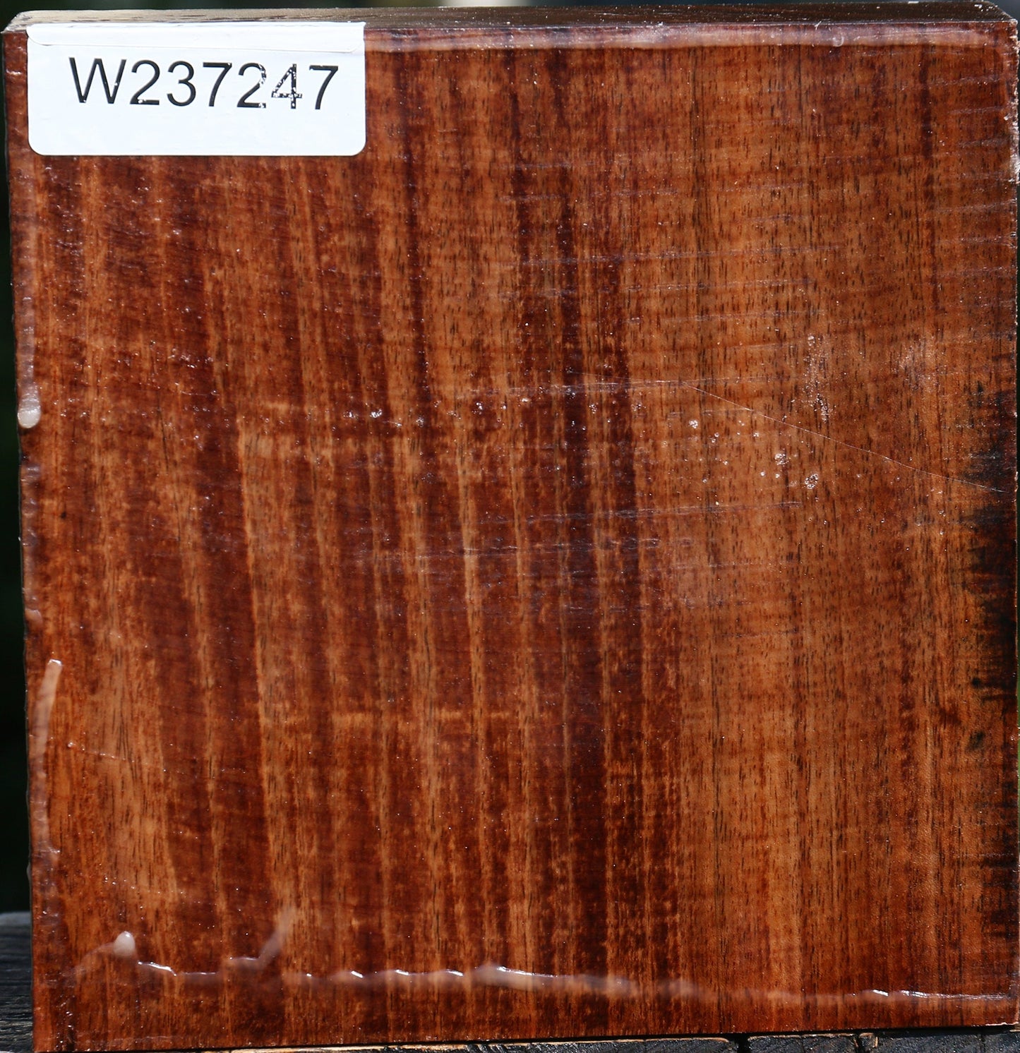 Tzalam Bowl Blank