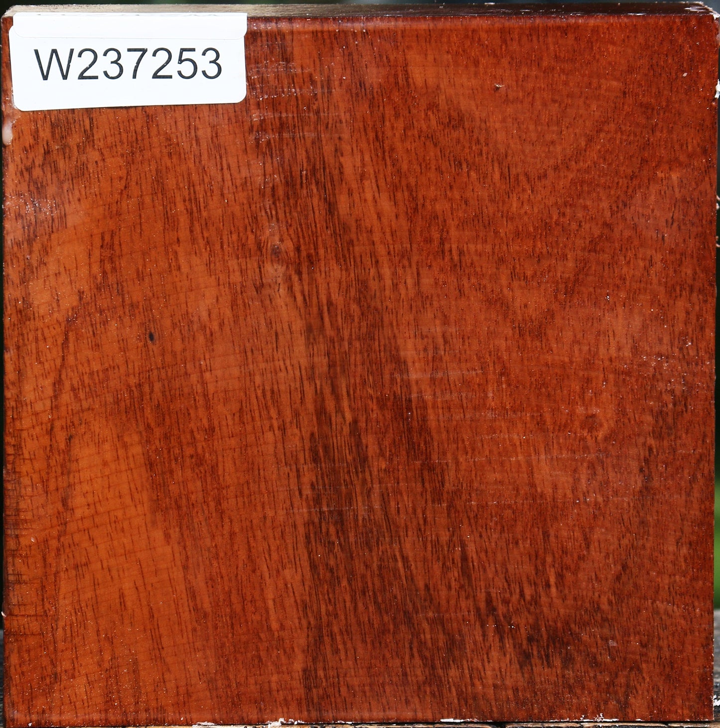 Tzalam Bowl Blank