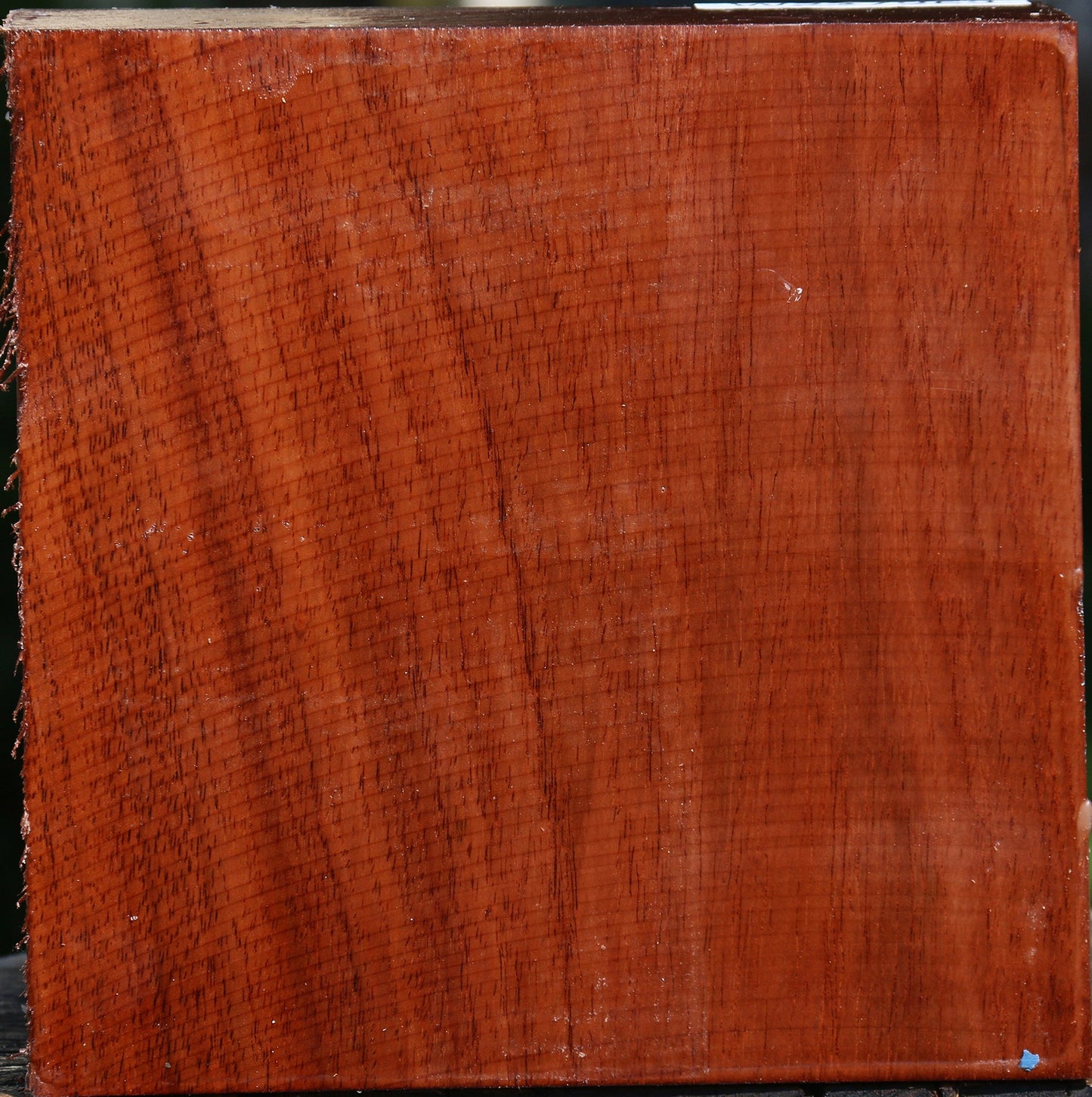 Tzalam Bowl Blank