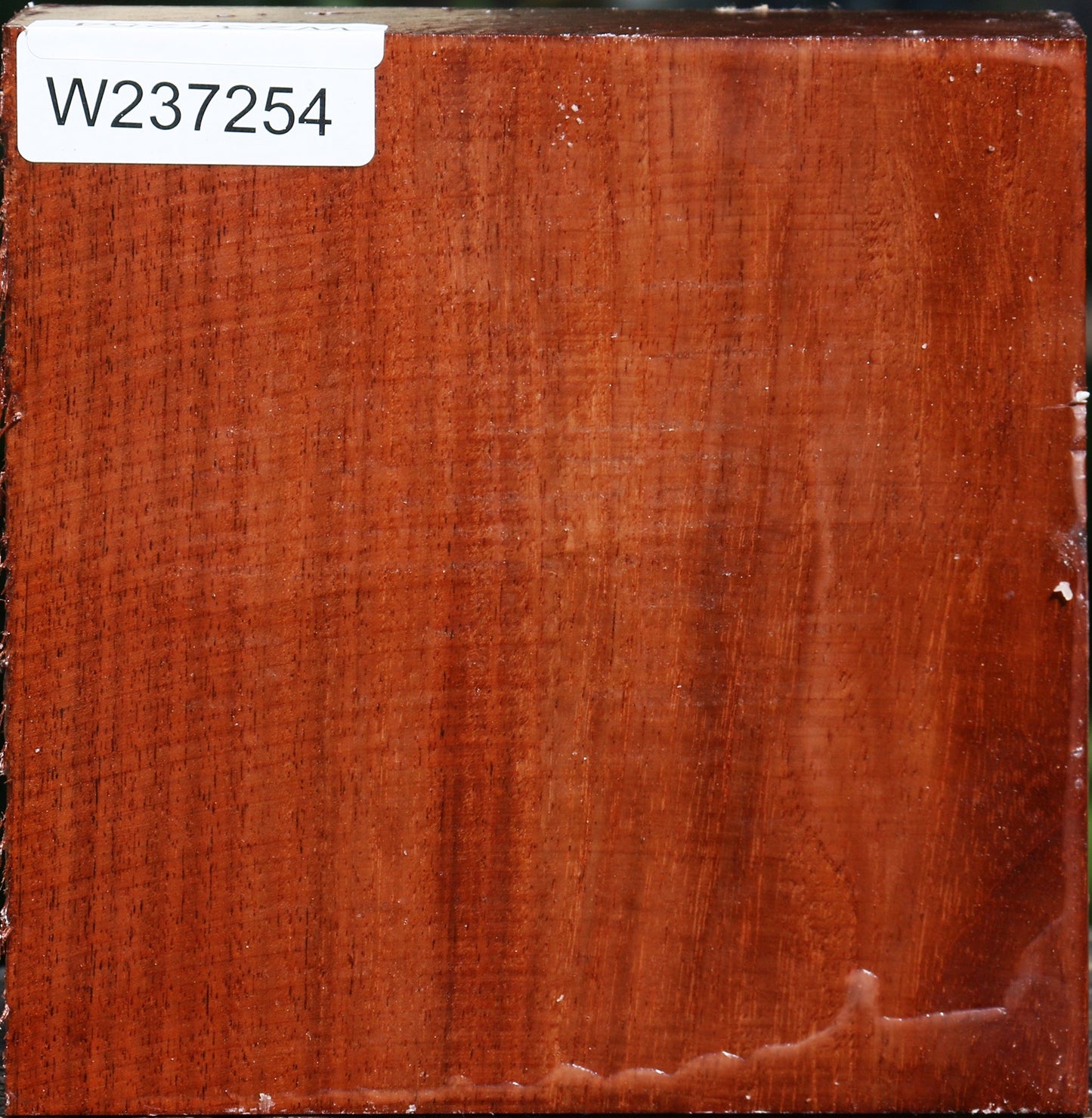 Tzalam Bowl Blank