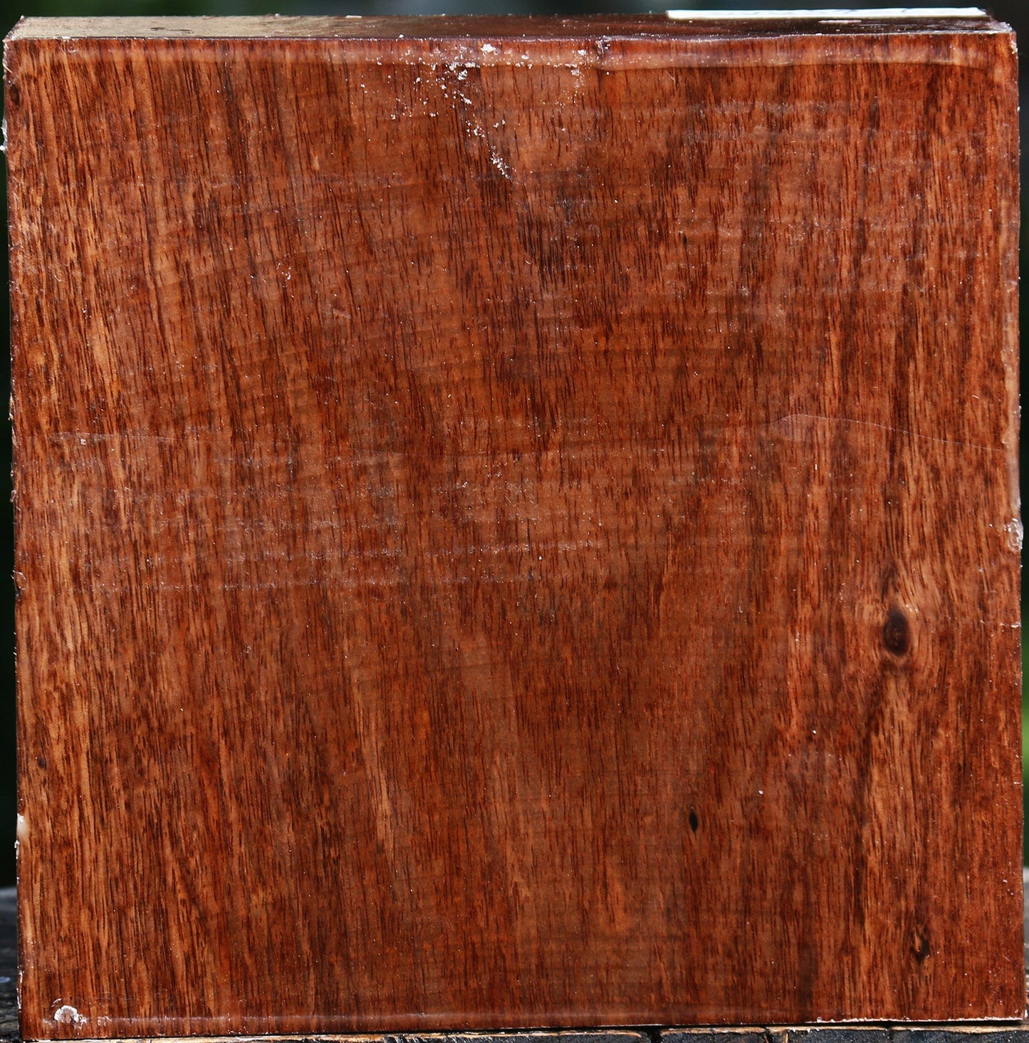 Tzalam Bowl Blank