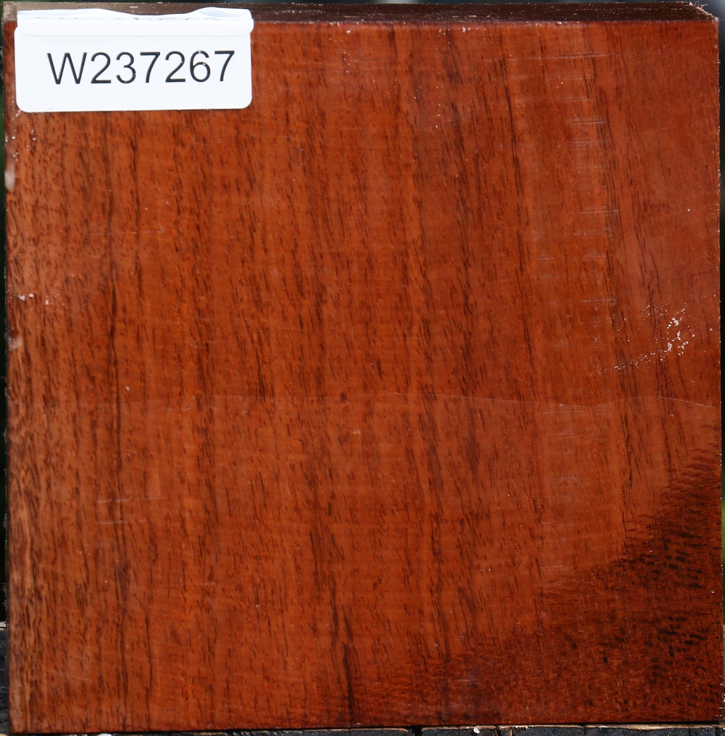 Tzalam Bowl Blank