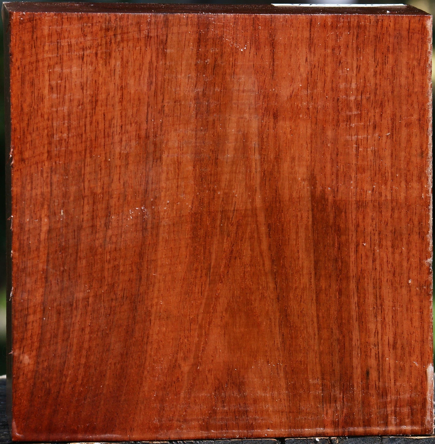 Tzalam Bowl Blank