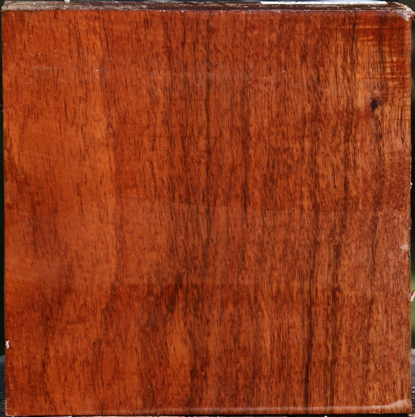 Tzalam Bowl Blank