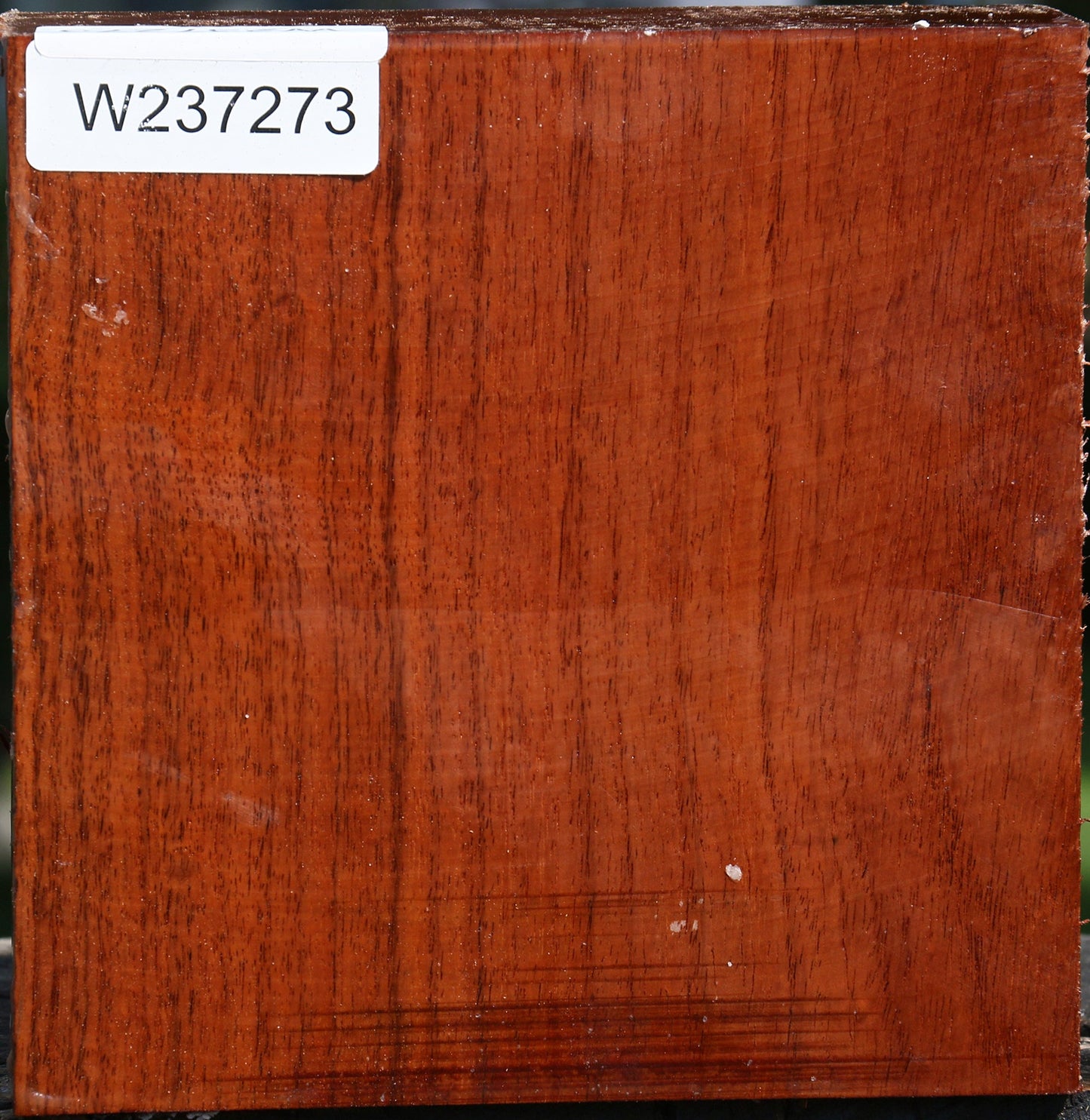 Tzalam Bowl Blank