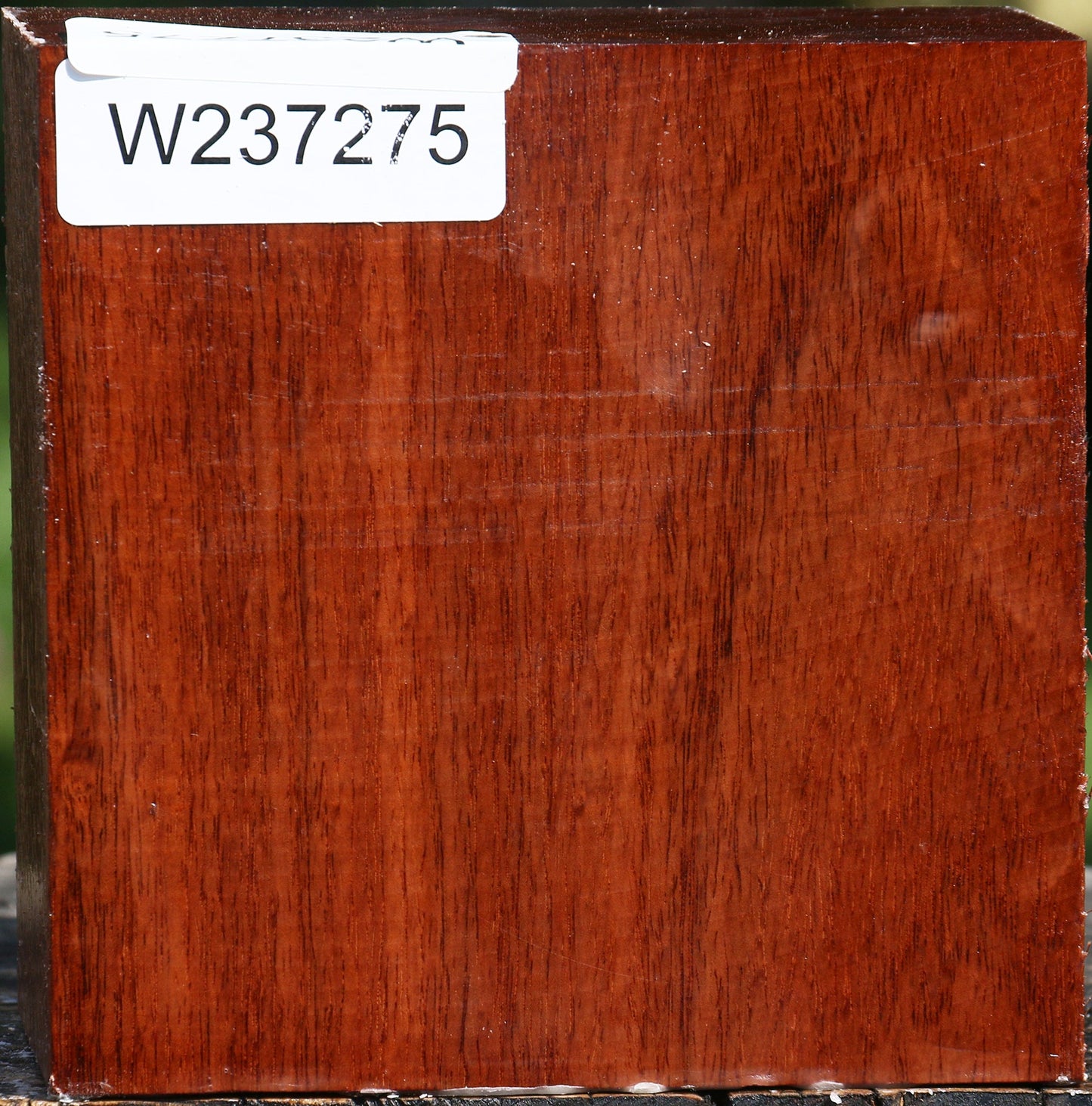 Figured Tzalam Bowl Blank