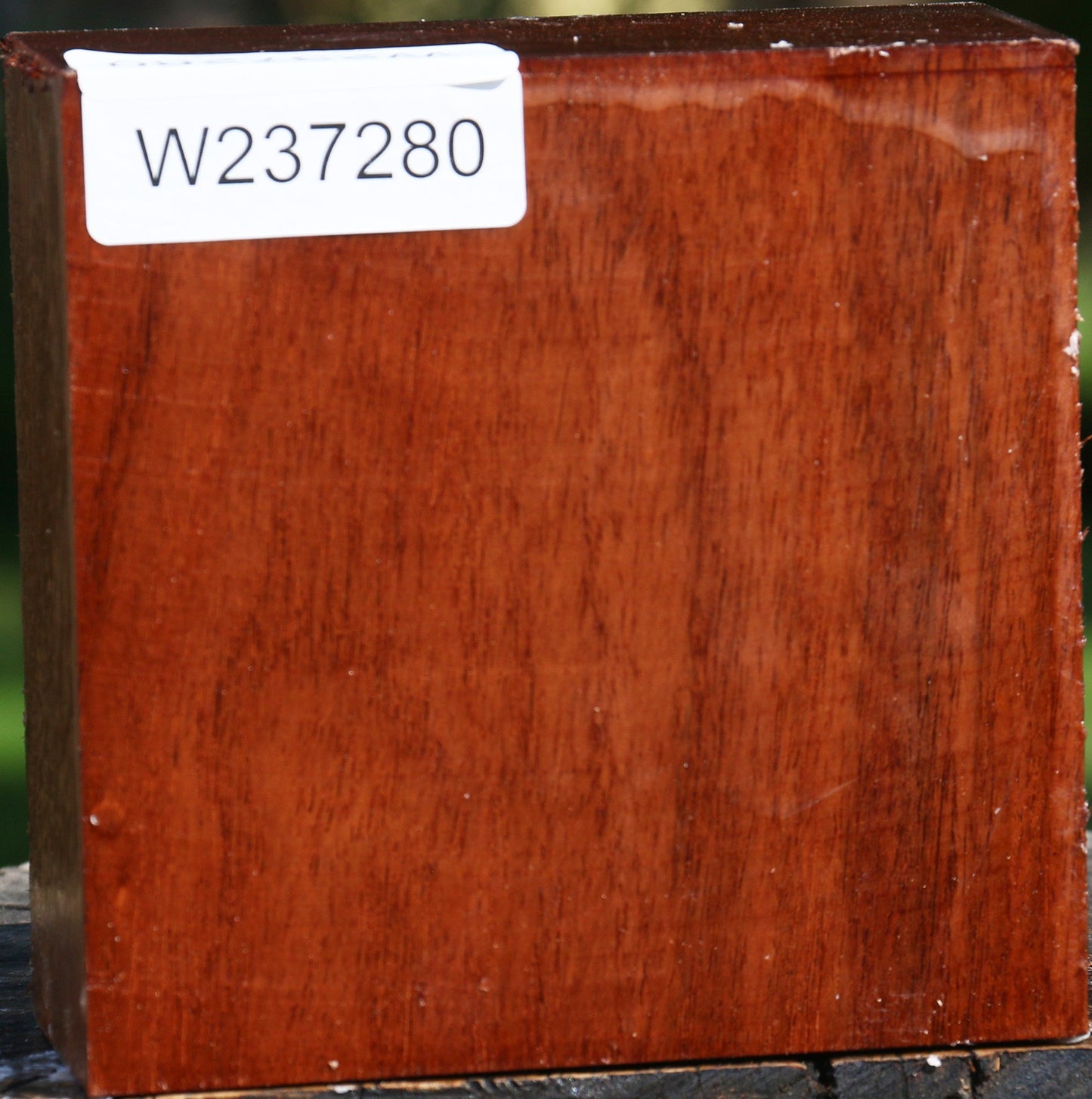 Tzalam Bowl Blank