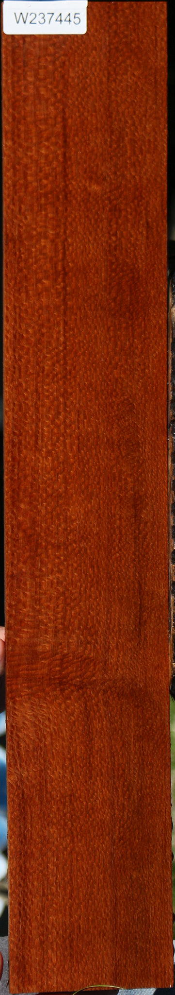 Extra Fancy Leopardwood Lumber