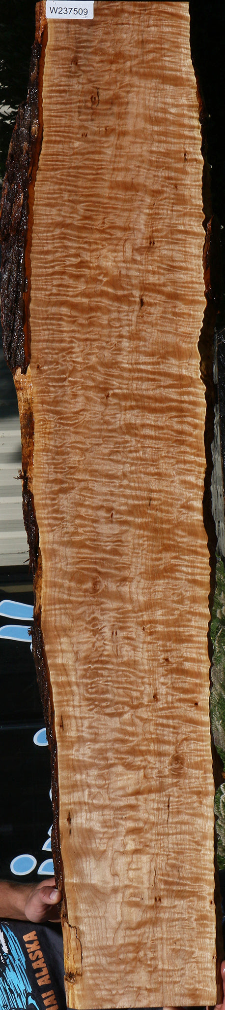 Quilted Maple Live Edge Lumber