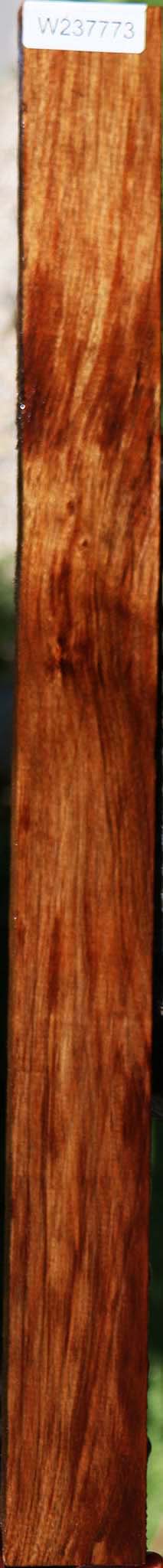 Figured Tasmanian Blackwood Lumber
