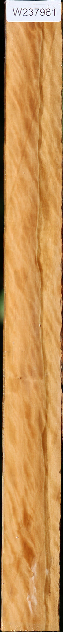 Extra Fancy Castello Boxwood Micro Lumber