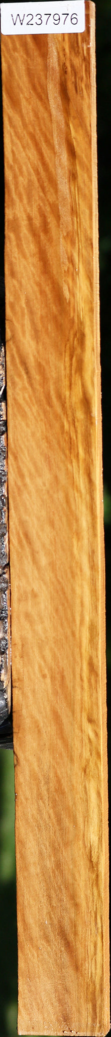 Extra Fancy Castello Boxwood Lumber