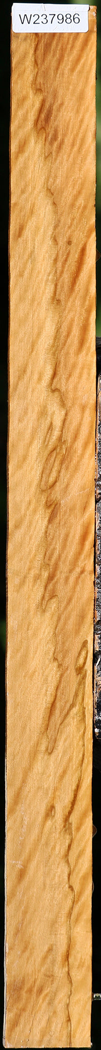 Extra Fancy Castello Boxwood Micro Lumber