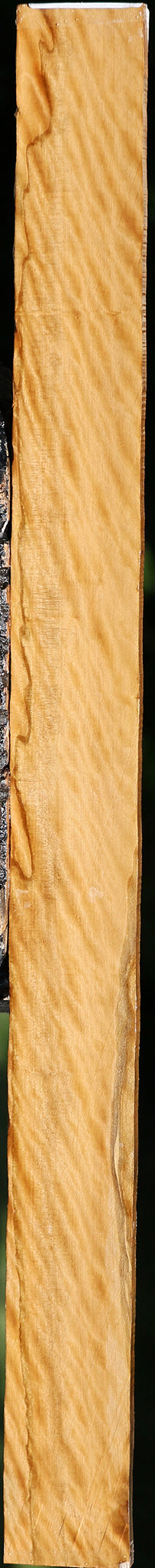 Extra Fancy Castello Boxwood Micro Lumber