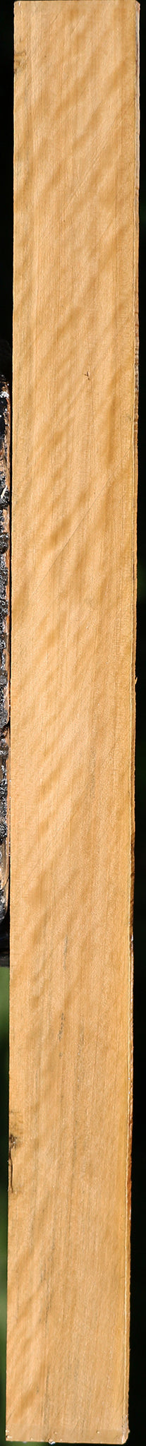 Extra Fancy Castello Boxwood Lumber