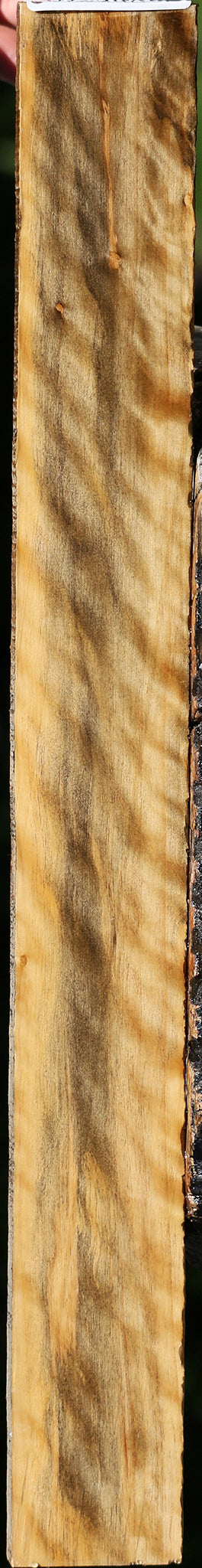 Extra Fancy Castello Boxwood Micro Lumber