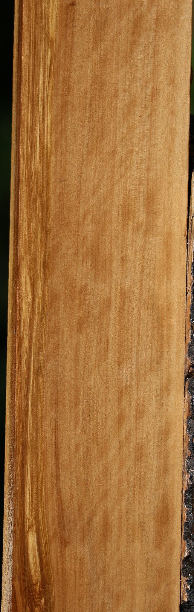 Extra Fancy Castello Boxwood Lumber