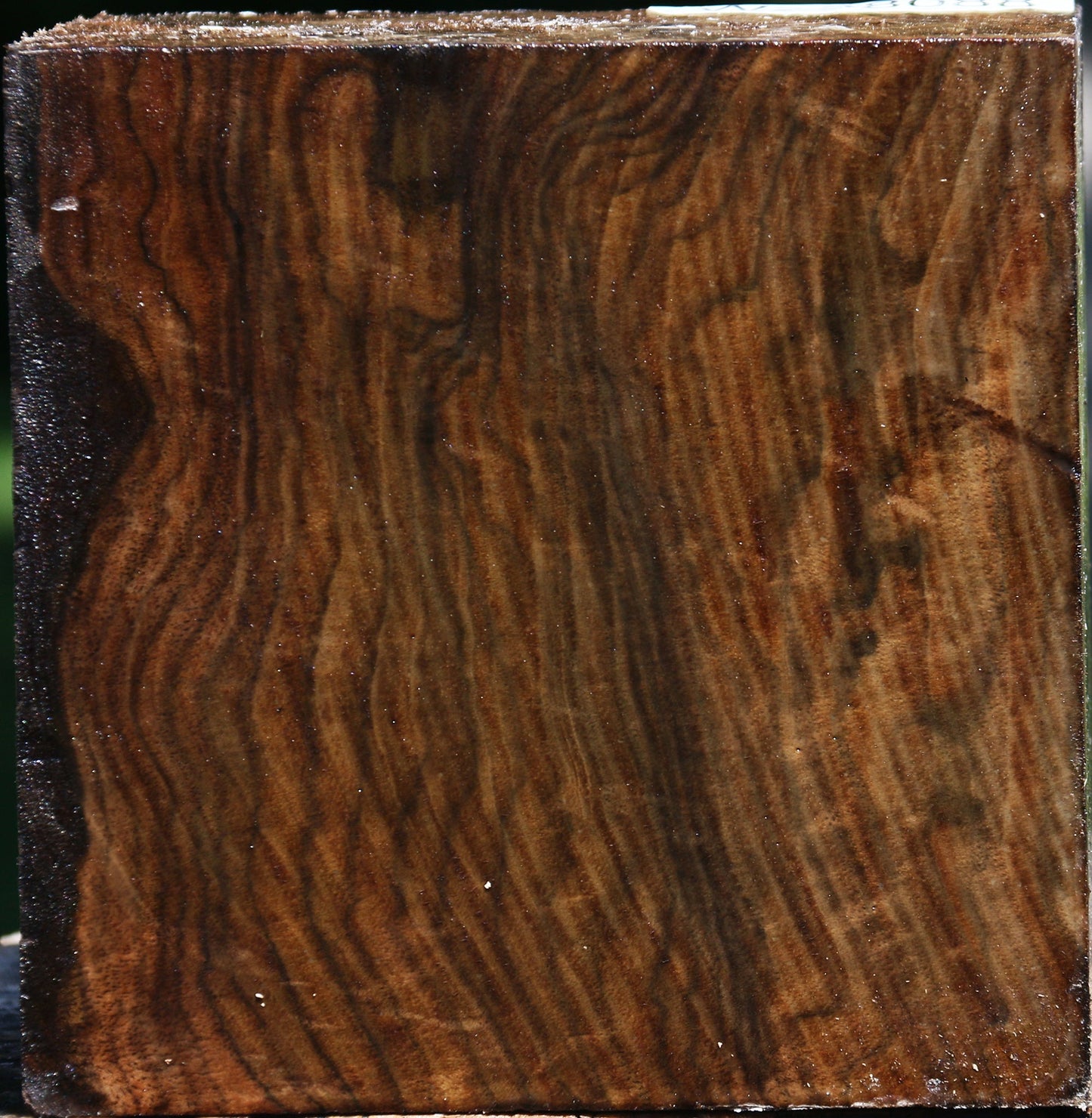Extra Fancy Claro Walnut Bowl Blank
