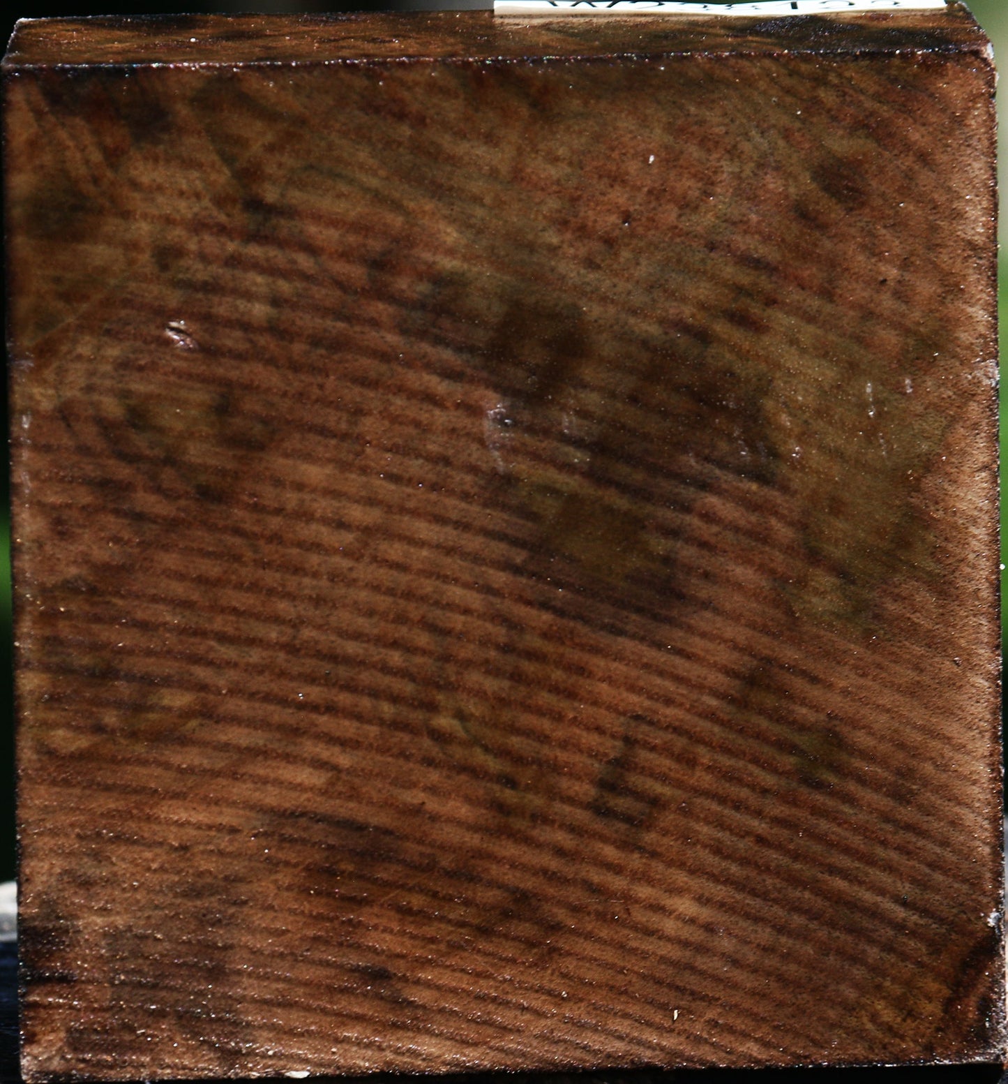 Claro Walnut Bowl Blank