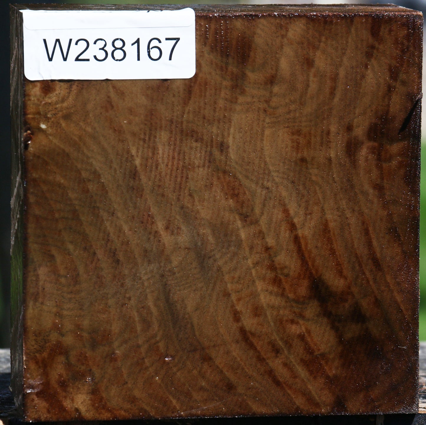 Figured Claro Walnut Bowl Blank