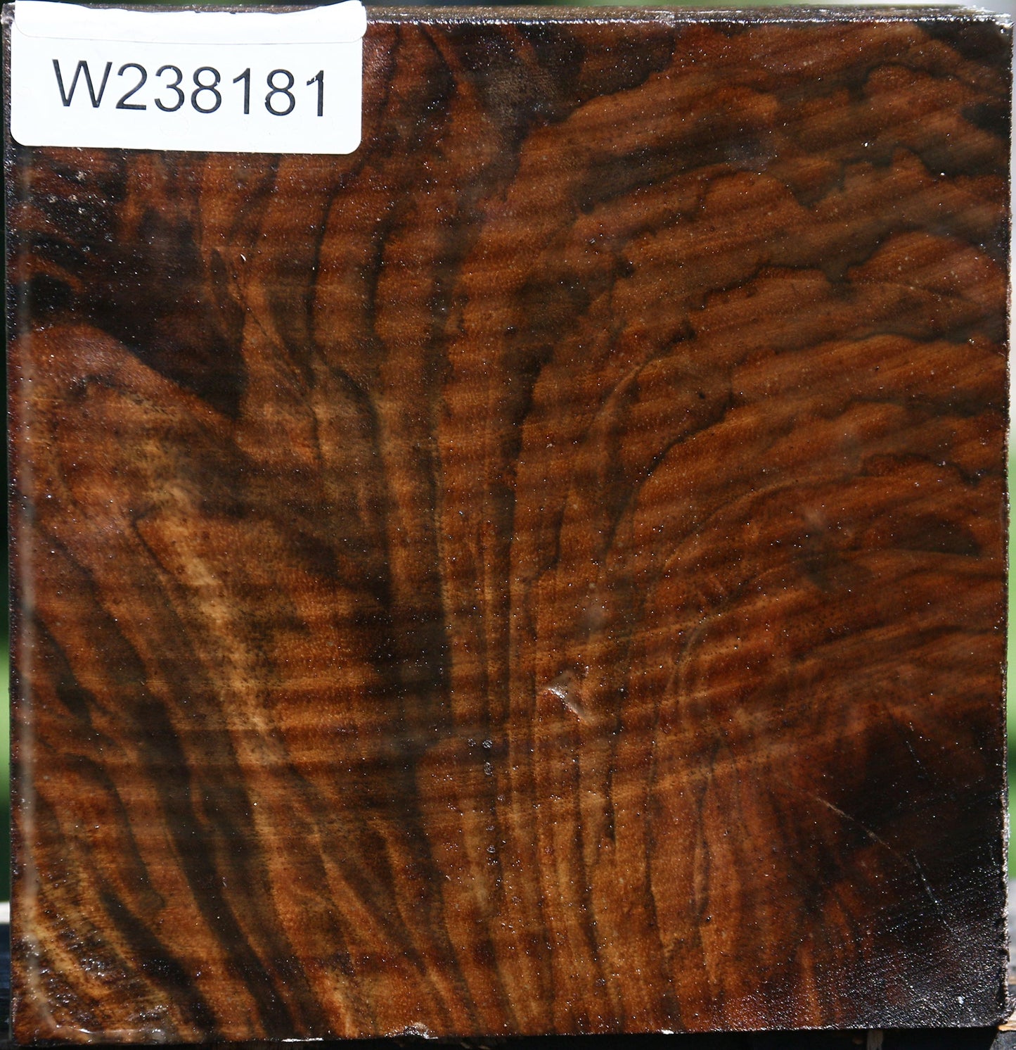 Claro Walnut Bowl Blank