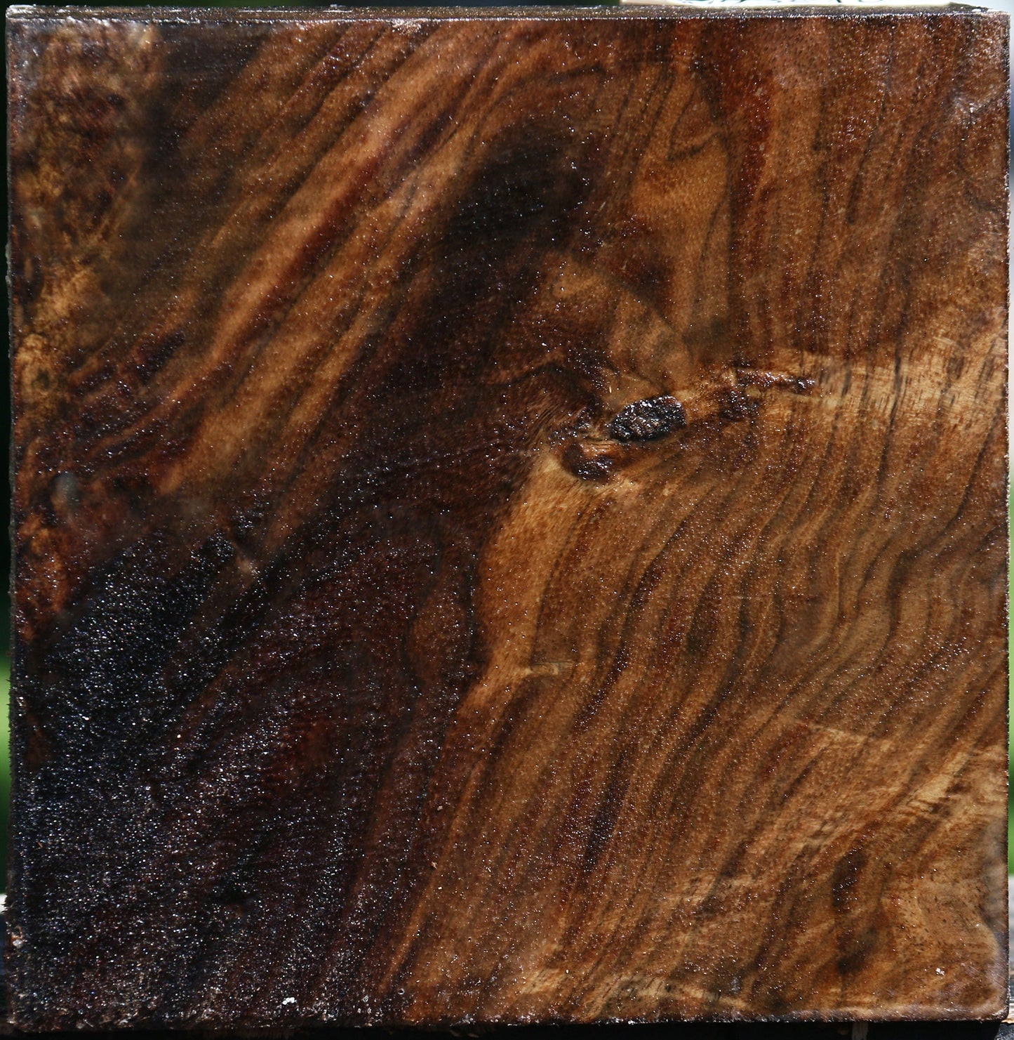 Claro Walnut Bowl Blank