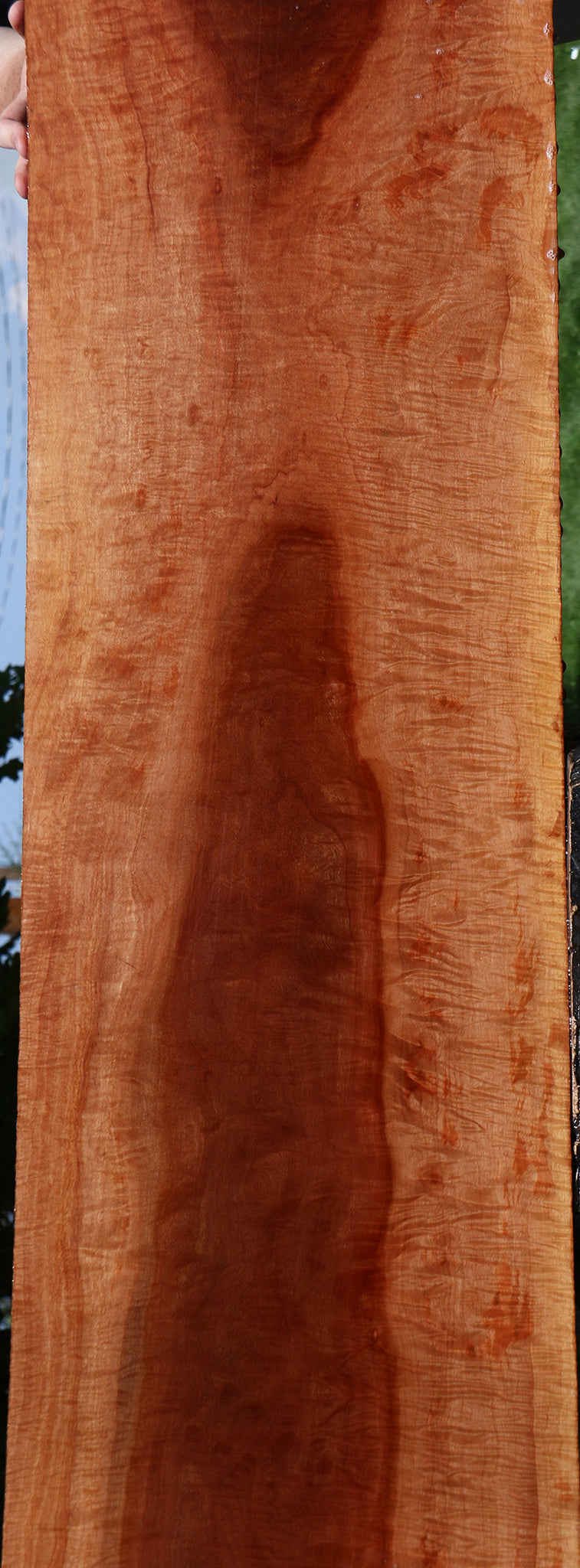 Exhibition Red Milkwood Slab