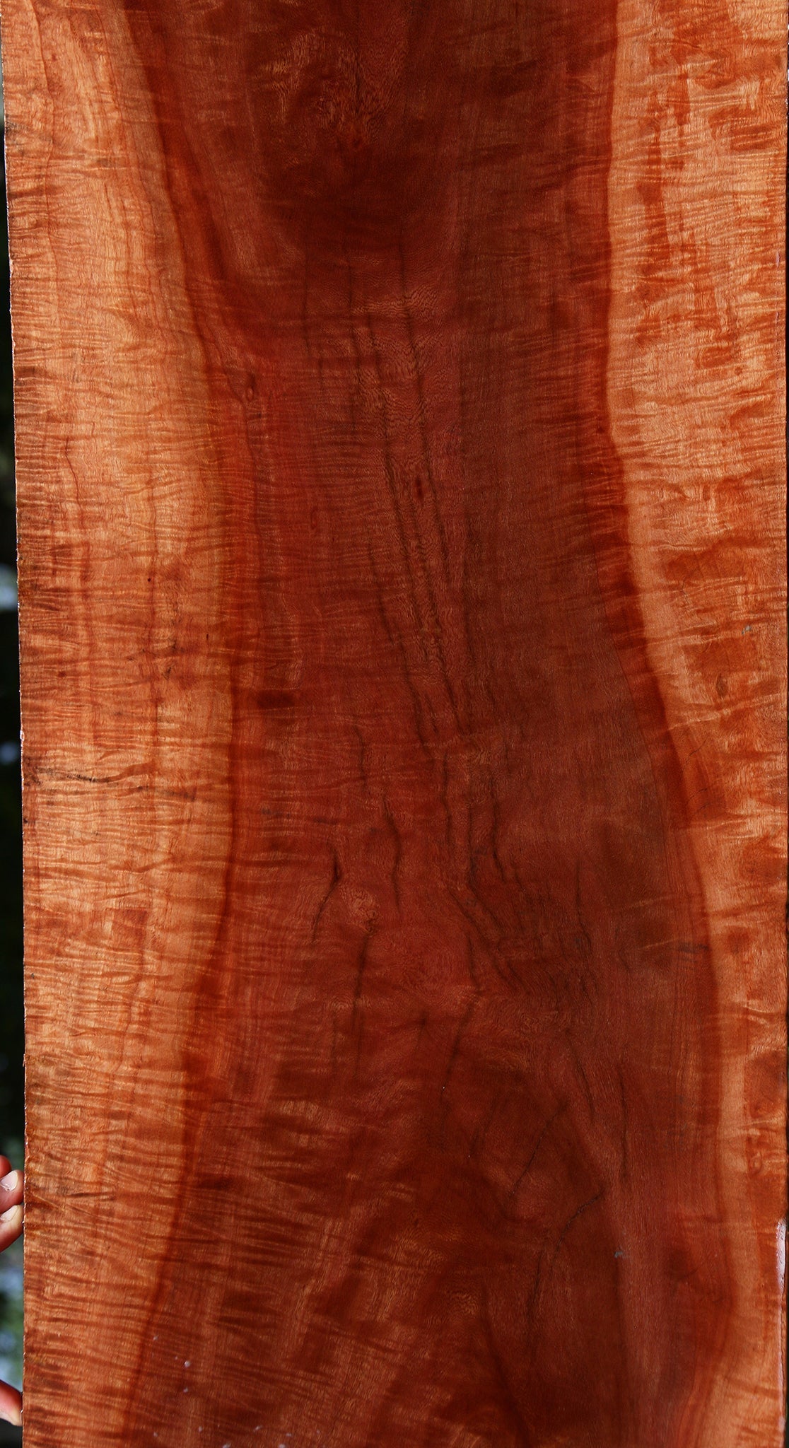 Exhibition Red Milkwood Slab