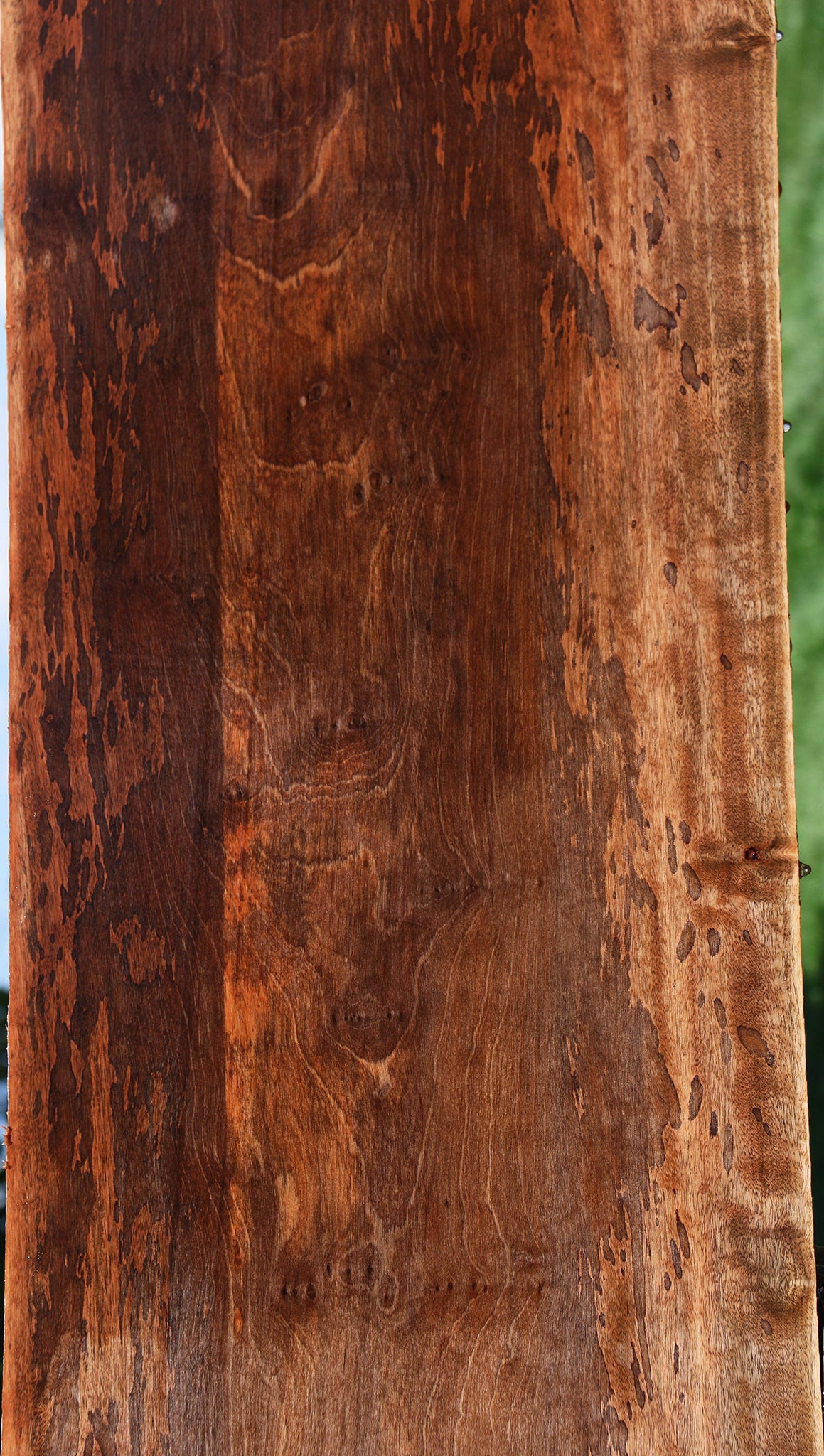 Figured Jackalberry Ebony Slab