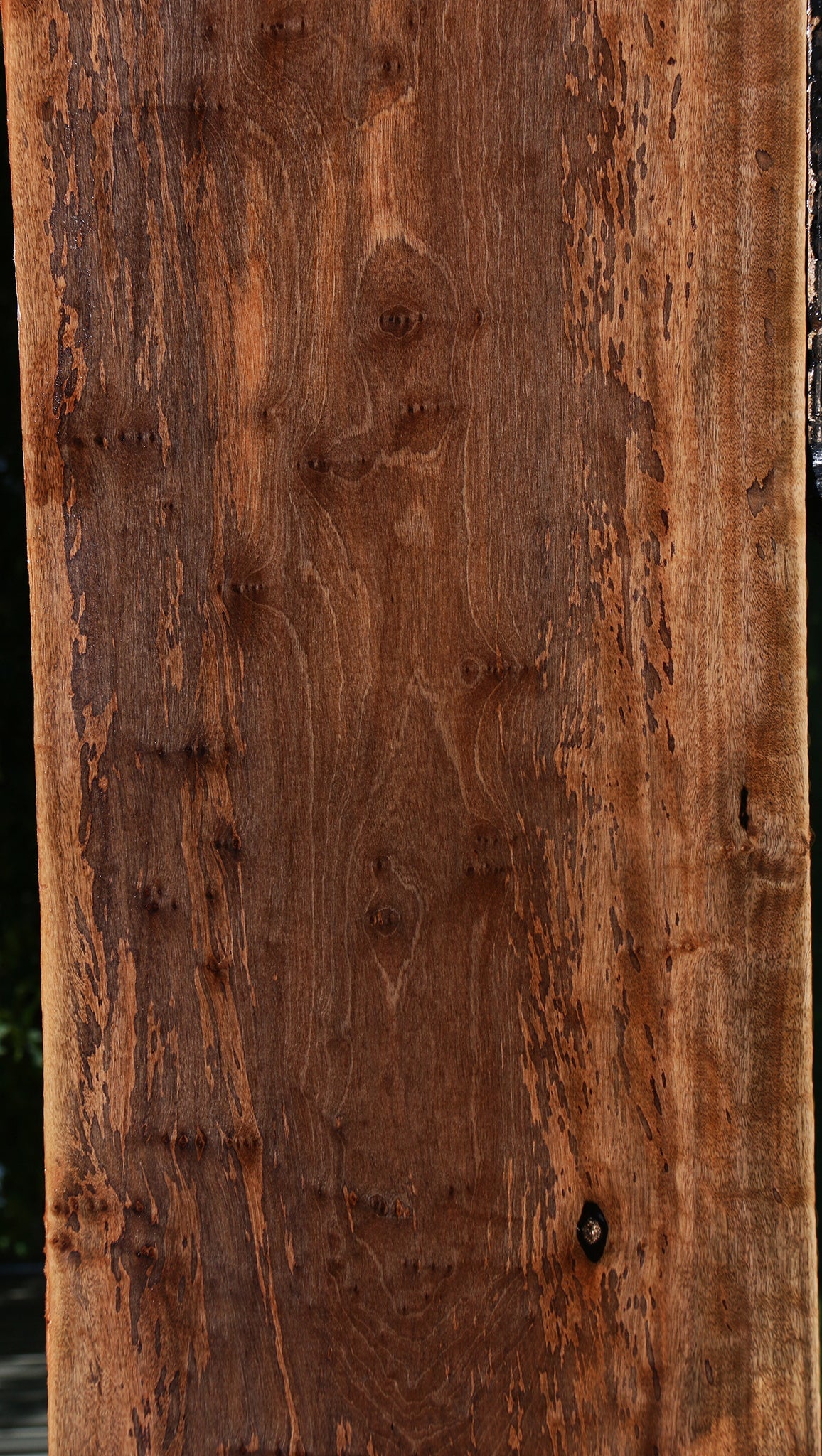 Figured Jackalberry Ebony Slab