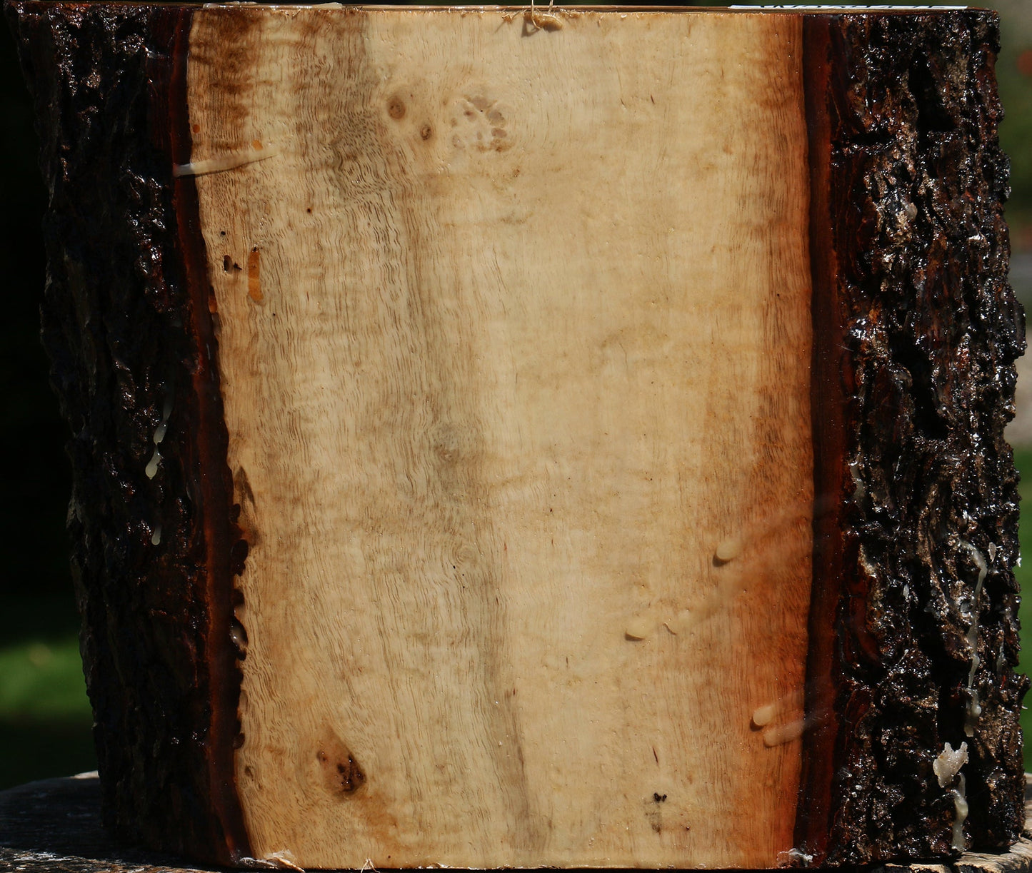 Figured Carob Live Edge Bowl Blank