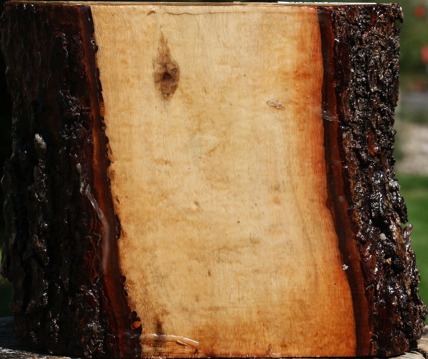 Figured Carob Live Edge Bowl Blank