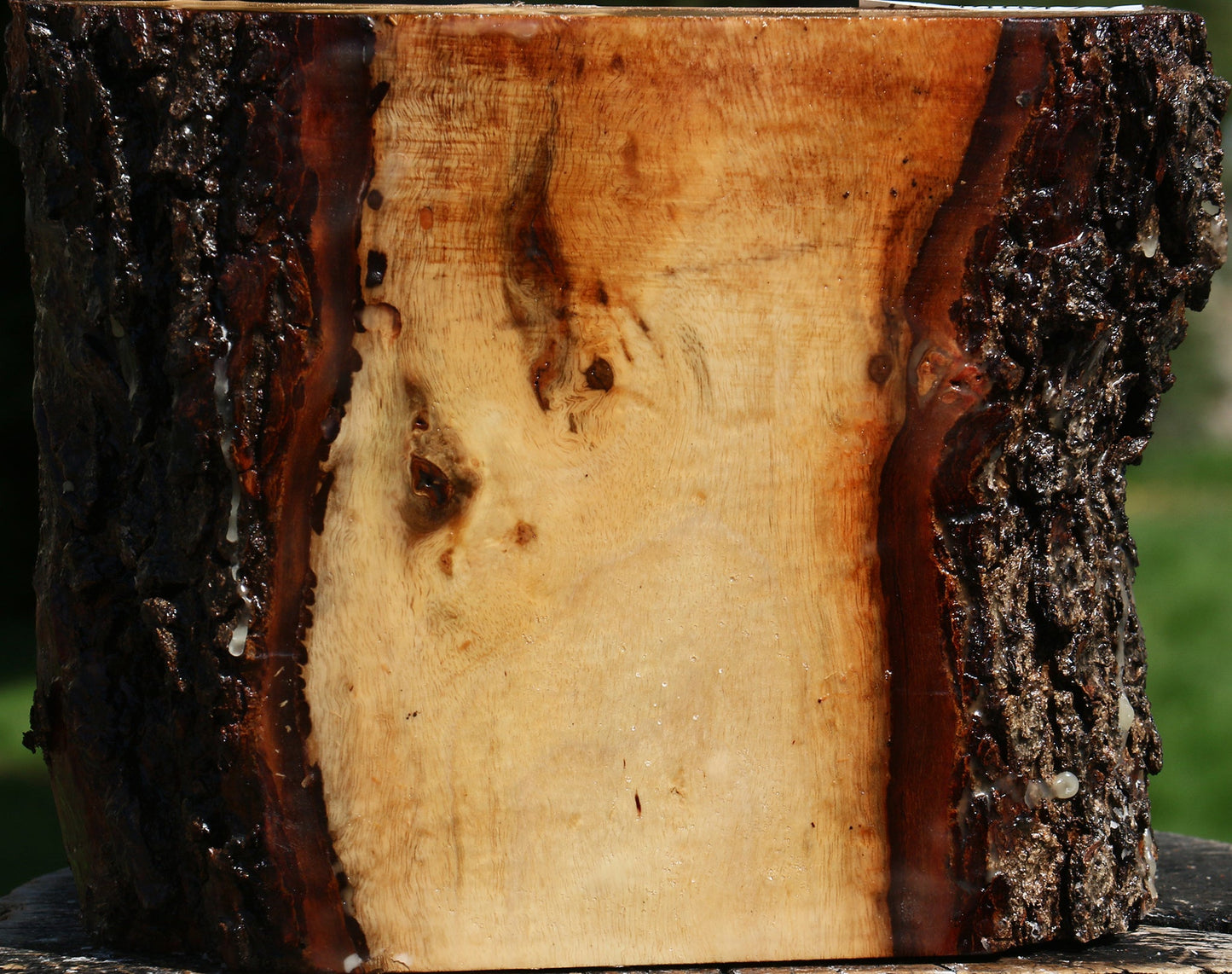 Carob Live Edge Bowl Blank