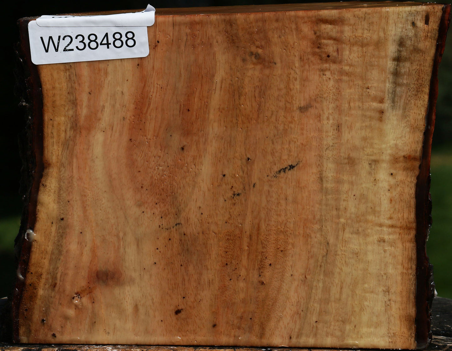 Carob Live Edge Bowl Blank