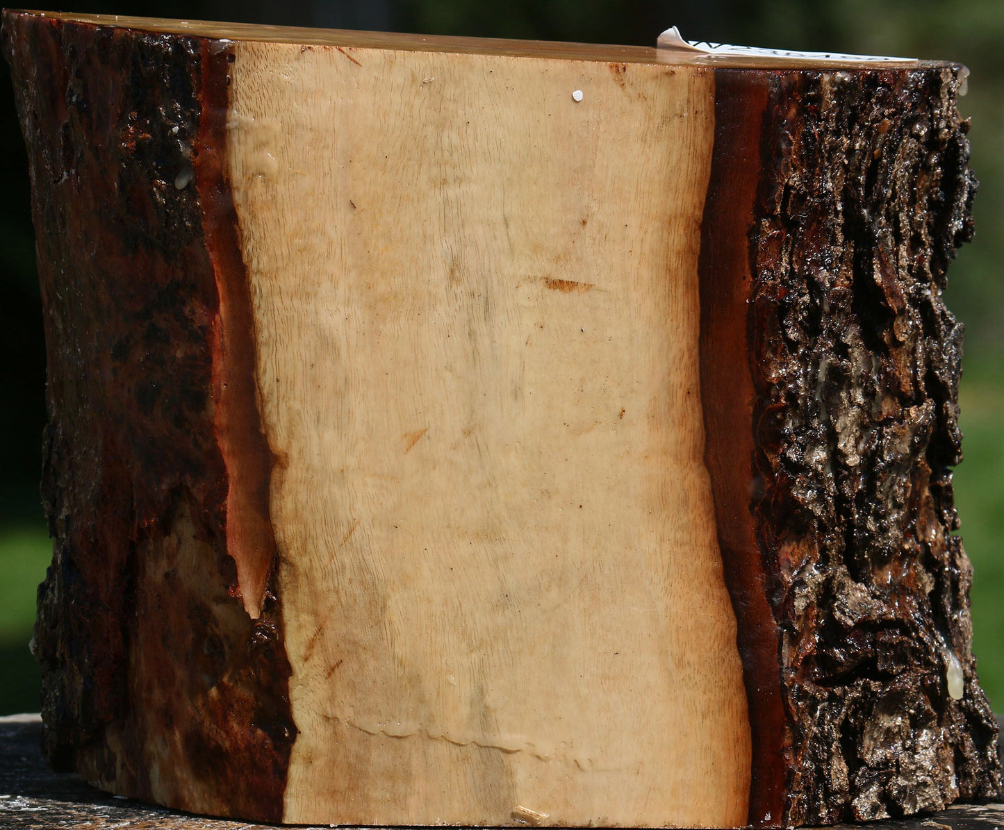 Carob Live Edge Bowl Blank