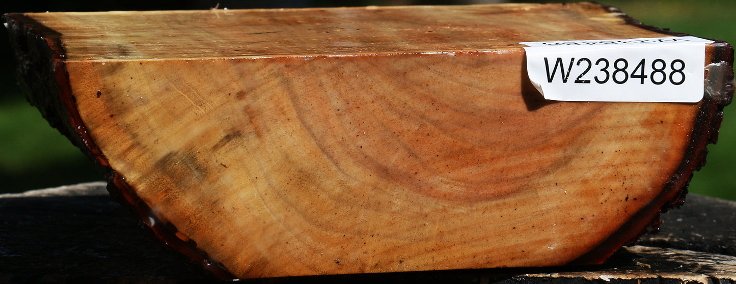 Carob Live Edge Bowl Blank