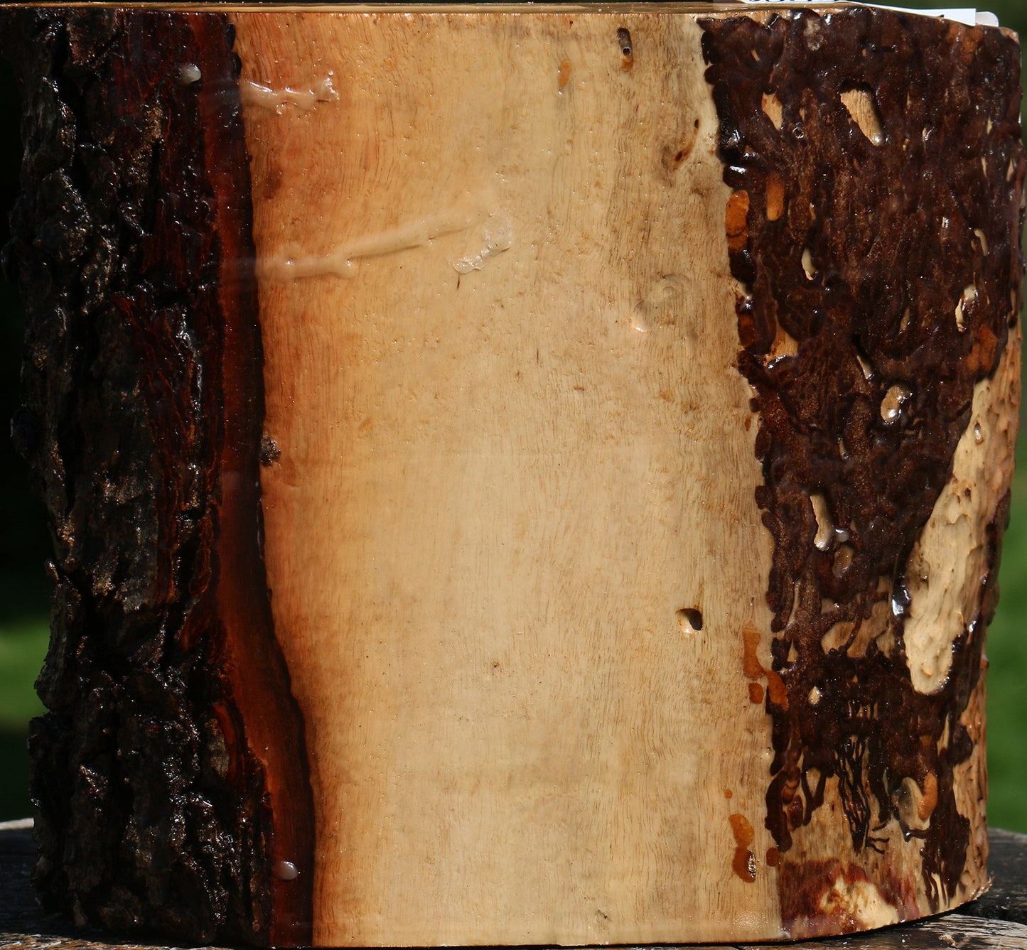 Figured Carob Live Edge Bowl Blank