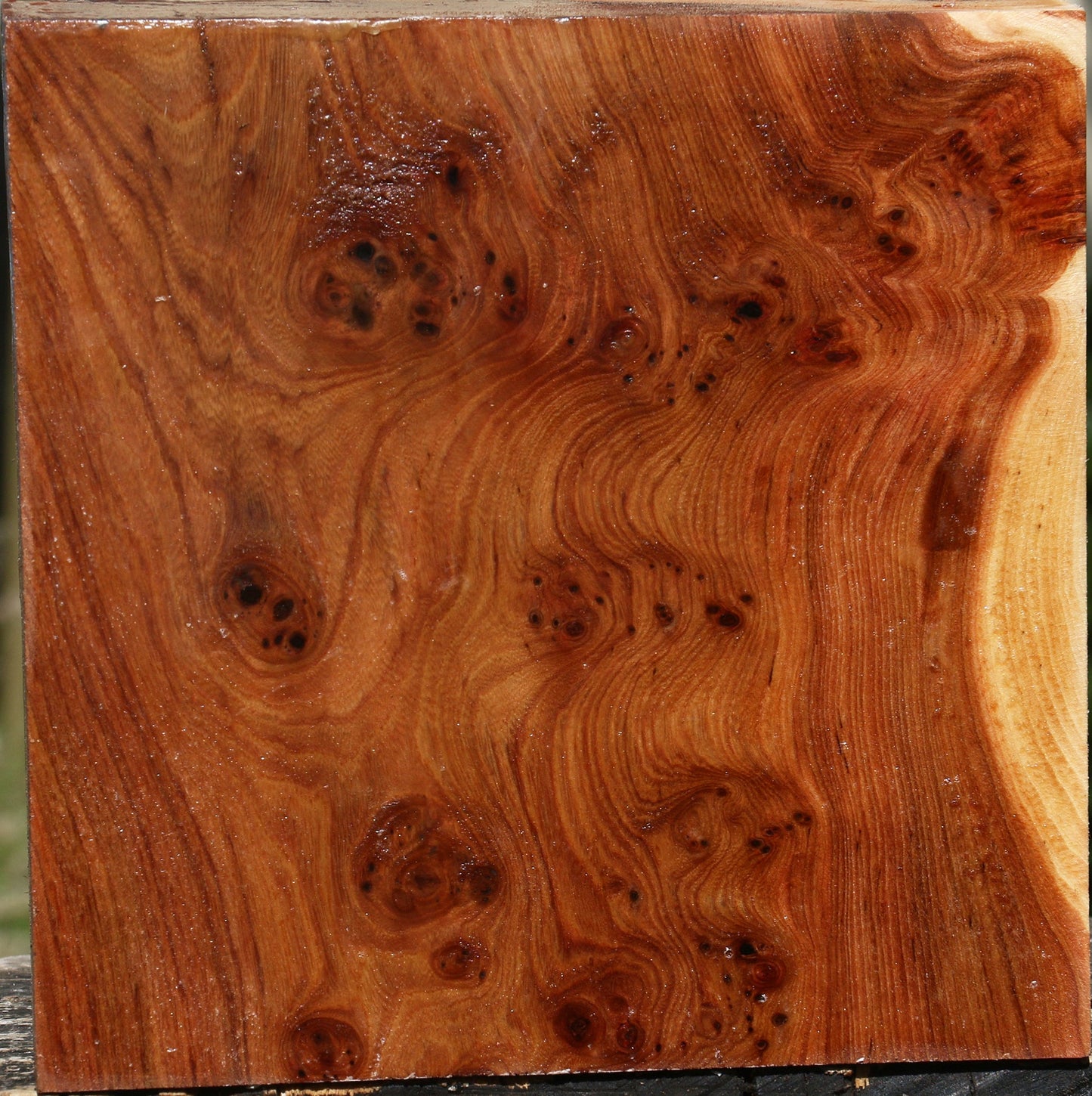 Elm Burl Bowl Blank