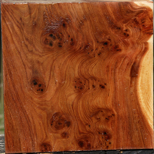 Elm Burl Bowl Blank