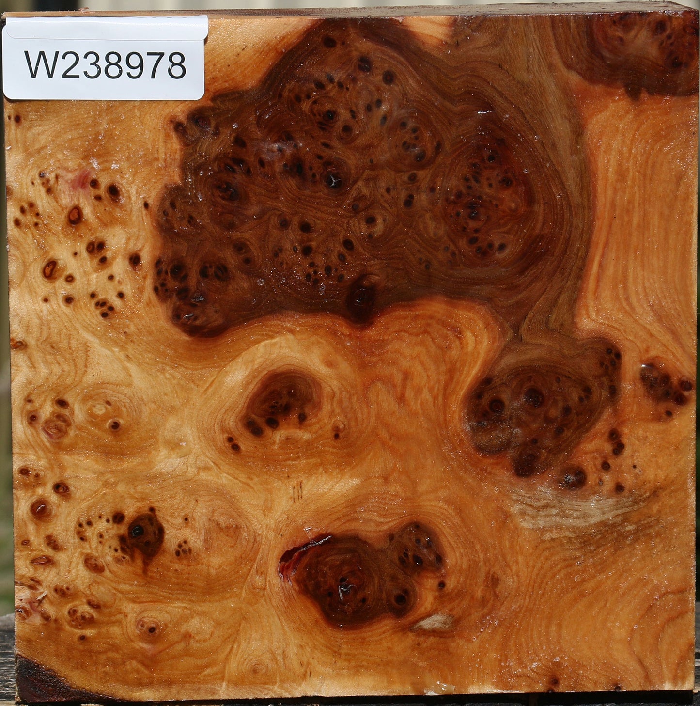 Elm Burl Bowl Blank