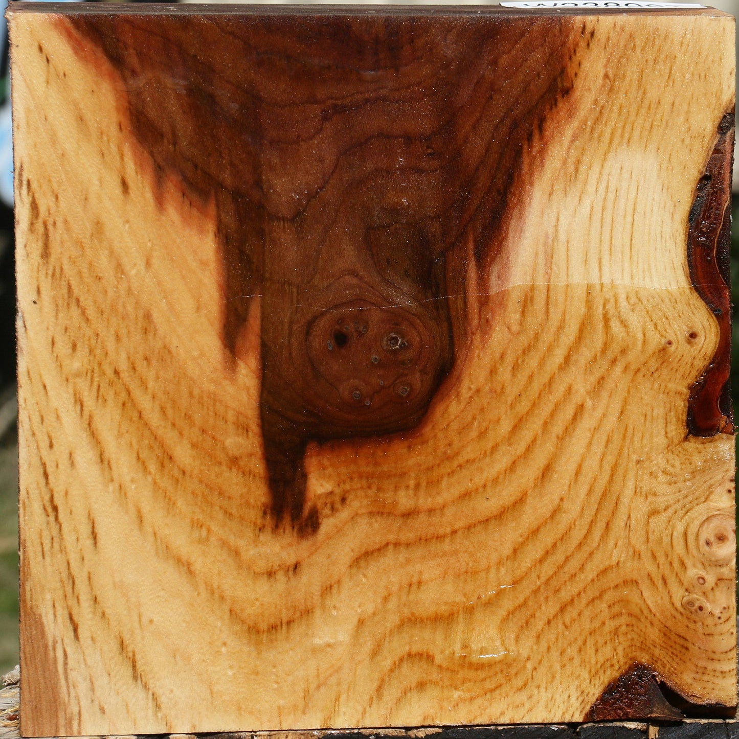 Elm Bowl Blank