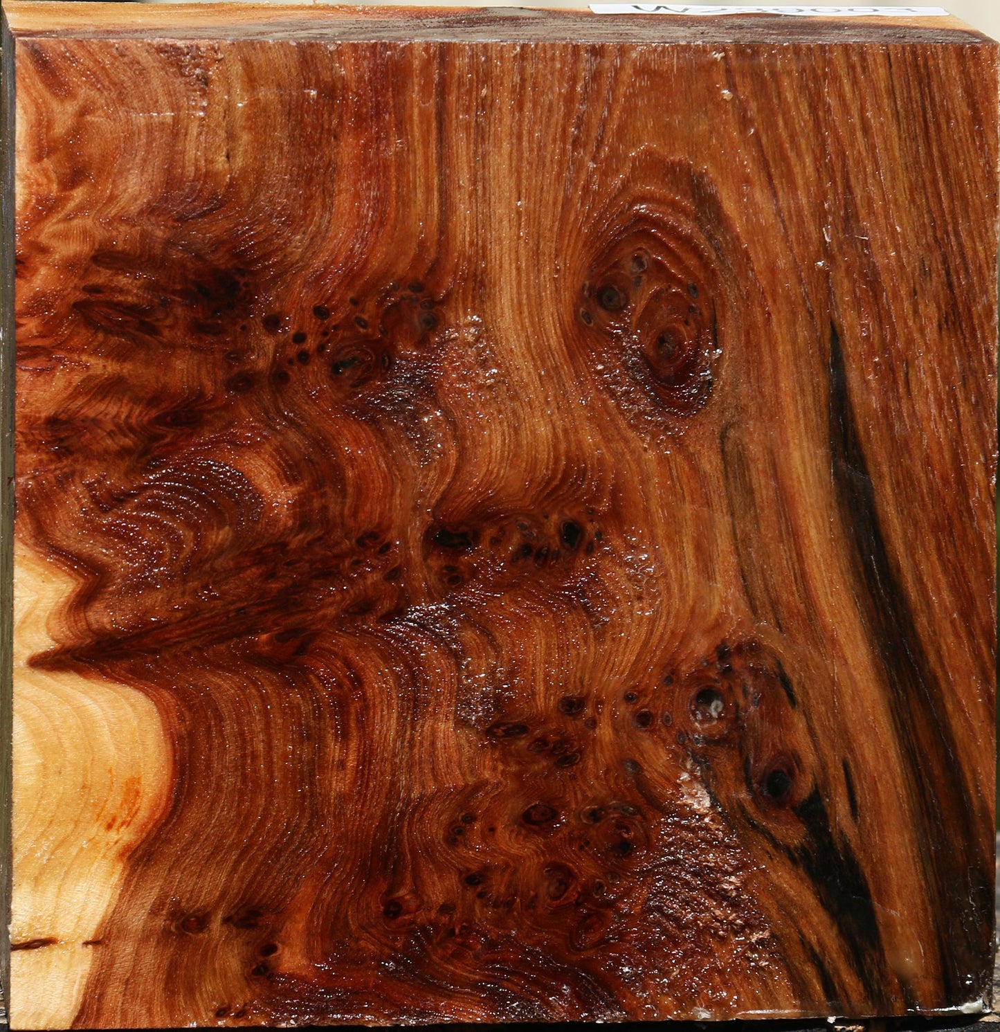 Elm Burl Bowl Blank