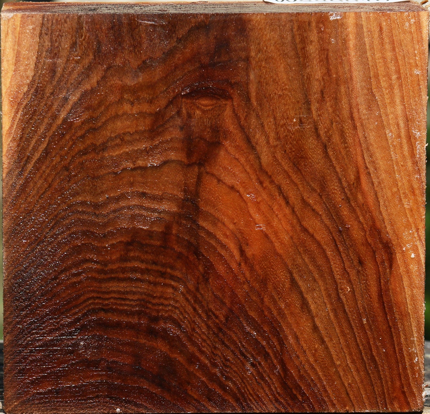 Elm Bowl Blank