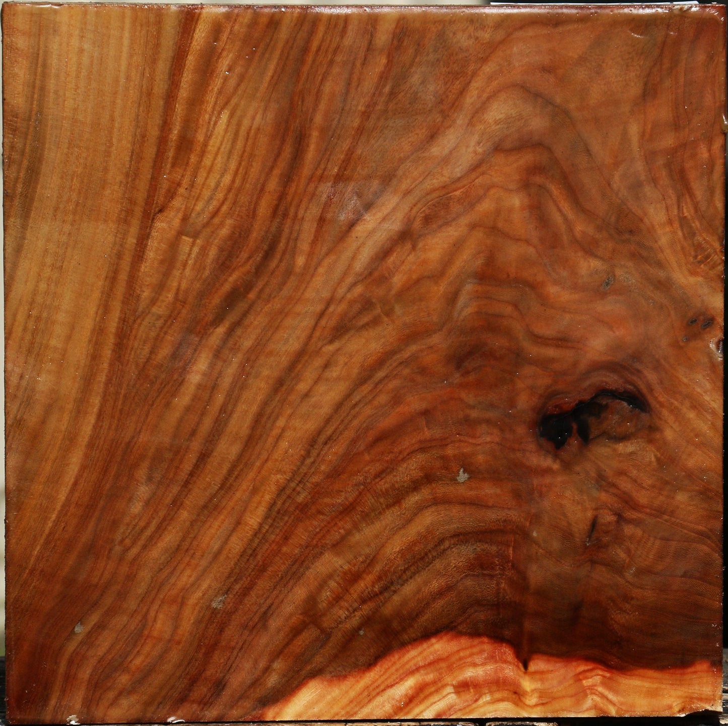 Figured Elm Bowl Blank