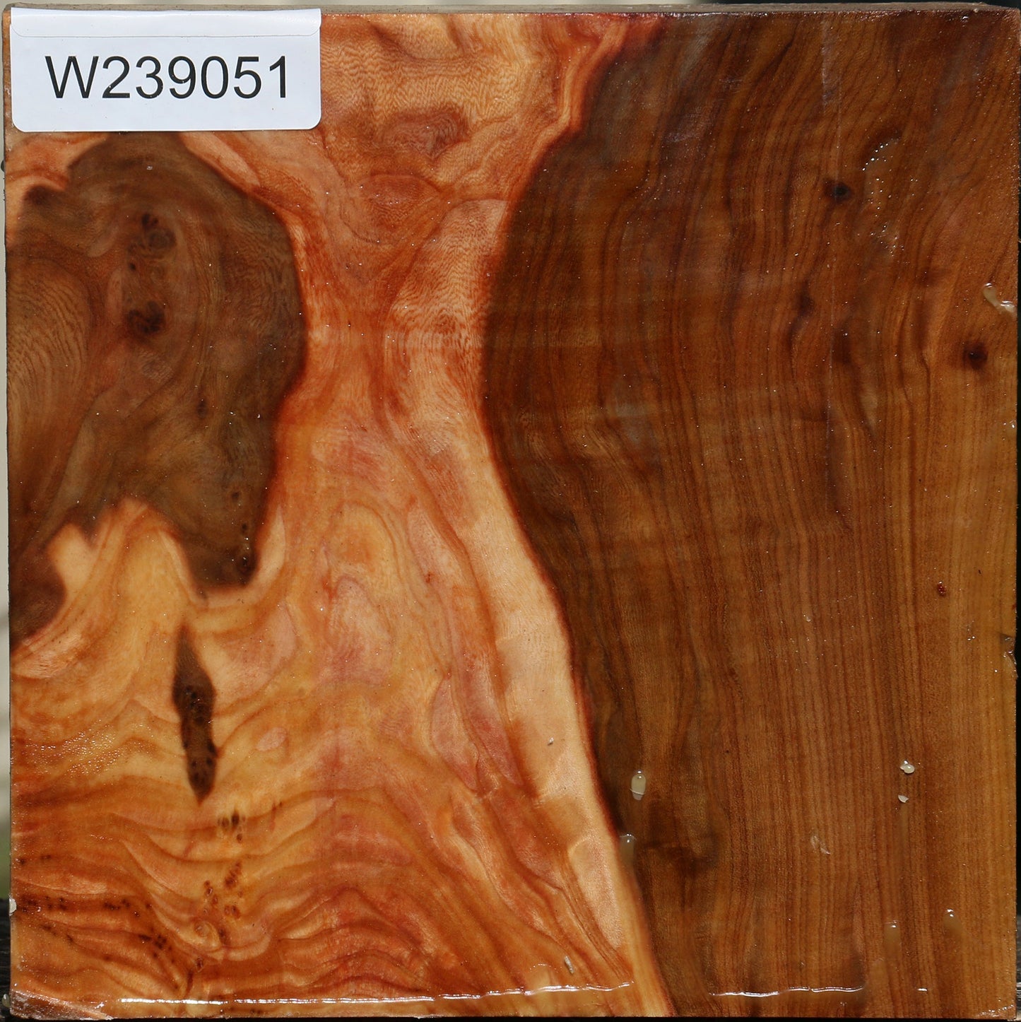 Figured Elm Bowl Blank